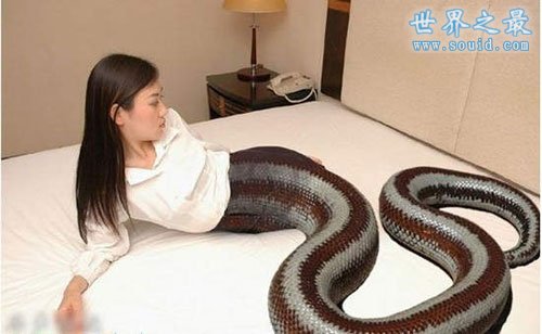 最真实的美女蛇图片，人头蛇身美人蛇(真相吓人)(www.gifqq.com)