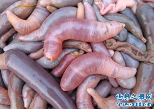 世界上最邪恶的食物，海肠子单环刺螠(像男人小丁丁)(www.gifqq.com)
