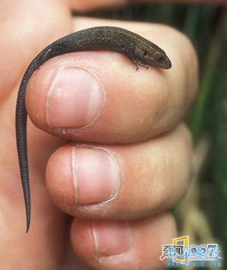 活在指尖上最小最可爱的生物(图)(www.gifqq.com)