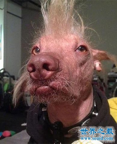 世界上最丑的狗，卡西莫多天生没有脖子(丑的恶心)(www.gifqq.com)