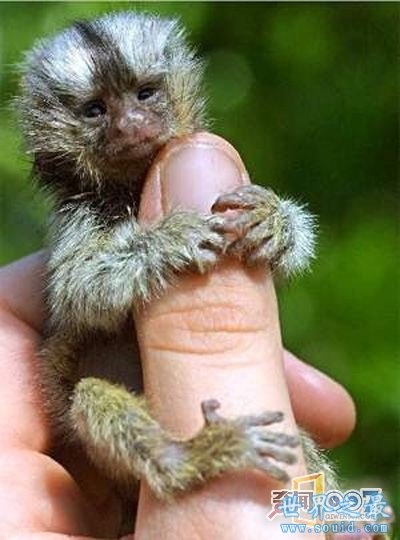 活在指尖上最小最可爱的生物(图)(www.gifqq.com)