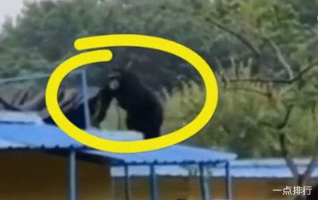 合肥大猩猩出逃 工作人员被一脚踹飞(www.gifqq.com)