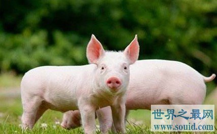 最奇葩的战争：一头猪引发的战争危机(www.gifqq.com)