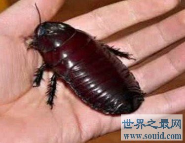 最奇葩的爱宠，巨型蟑螂深受人们欢迎(www.gifqq.com)