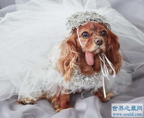 世界上最奇葩的婚礼，英国女子向狗求婚并举行盛大婚礼(www.gifqq.com)