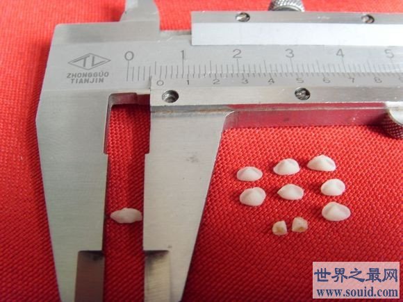 世界上最小的饺子，用牙签擀皮，6万个不足一碗！(www.gifqq.com)