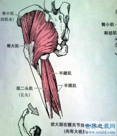 人体最大的肌肉是哪一块，屁股上的臀大肌(www.gifqq.com)