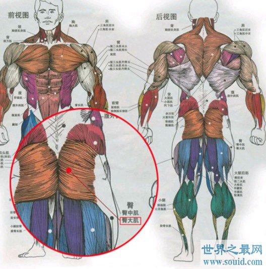 人体最大的肌肉是哪一块，屁股上的臀大肌(www.gifqq.com)