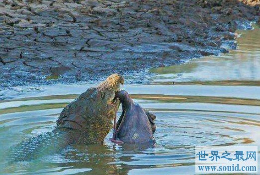 11岁女孩斗鳄鱼 骑背抠眼从鳄鱼嘴中救小伙伴(www.gifqq.com)