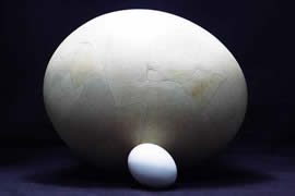 世界上最大的蛋，象鸟蛋比100个鸡蛋还要大