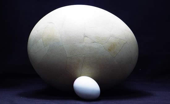 世界上最大的蛋，象鸟蛋比100个鸡蛋还要大(www.gifqq.com)