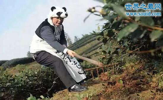 世界最贵的茶叶，44万一公斤的熊猫茶(别上当)(www.gifqq.com)