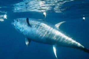 世界上最贵的食用鱼，蓝鳍金枪鱼(堪比金砖)