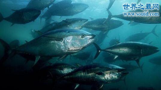 世界上最贵的食用鱼，蓝鳍金枪鱼(堪比金砖)(www.gifqq.com)