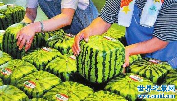 世界上最贵的西瓜，方形西瓜(竟卖到5300元的天价)(www.gifqq.com)