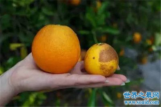 世界上排名前十的柑橘生产国，中国竟然仅排第三