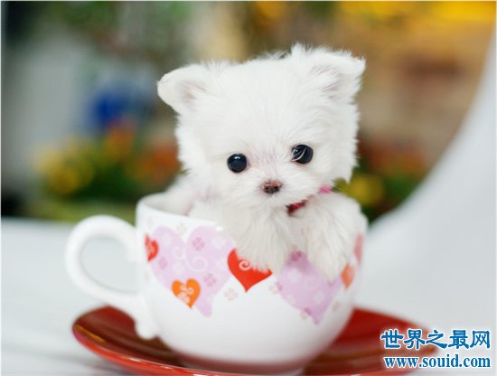 茶杯犬的价格与纯度有关，最高曾卖到上万元一只(www.gifqq.com)
