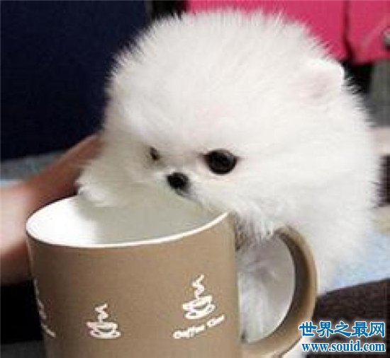 茶杯犬的价格与纯度有关，最高曾卖到上万元一只(www.gifqq.com)