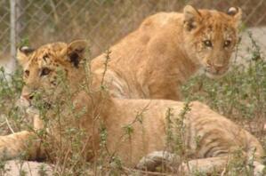 世界上最大的猫科动物狮虎兽vs虎狮兽，虎狮兽厉害