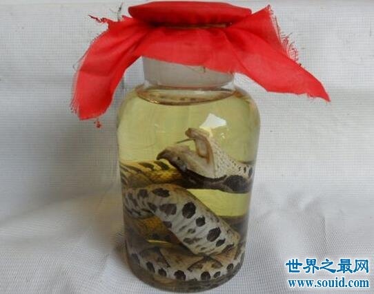 中国十大毒蛇之五步蛇，蛇毒能治癌症(人类福音)(www.gifqq.com)