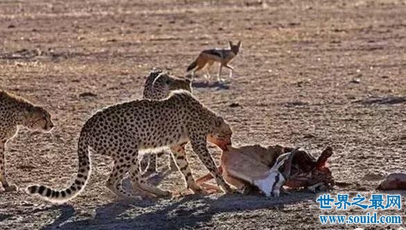 非洲鬣狗VS猎豹，一只非洲鬣狗完爆三只猎豹(套图)(www.gifqq.com)