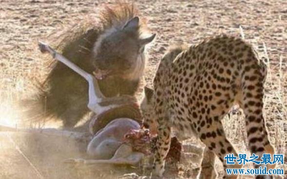 非洲鬣狗VS猎豹，一只非洲鬣狗完爆三只猎豹(套图)(www.gifqq.com)