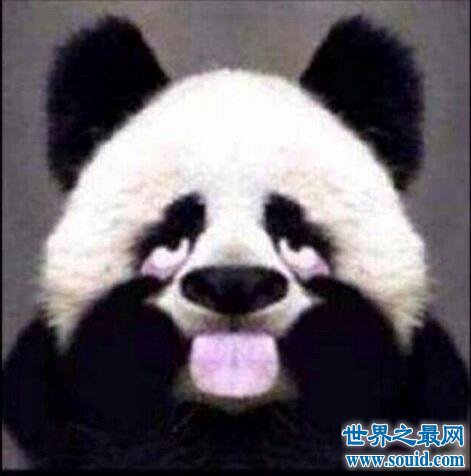 天才小熊猫不是熊猫，是网红第一段子手(广告费百万)(www.gifqq.com)