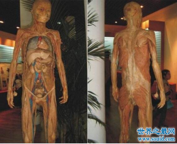 恐怖的人体标本图片，揭秘人体标本的制作全过程(www.gifqq.com)