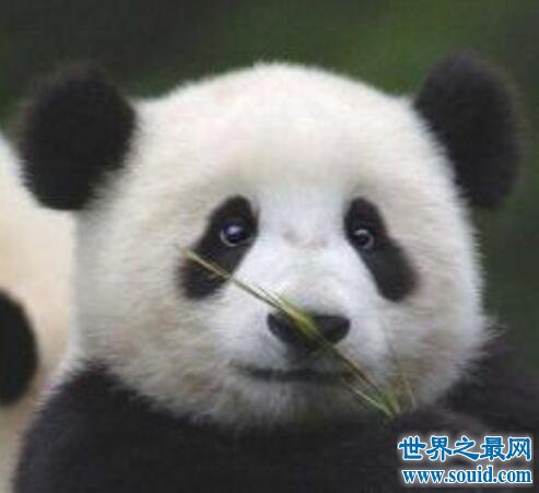 天才小熊猫不是熊猫，是网红第一段子手(广告费百万)(www.gifqq.com)