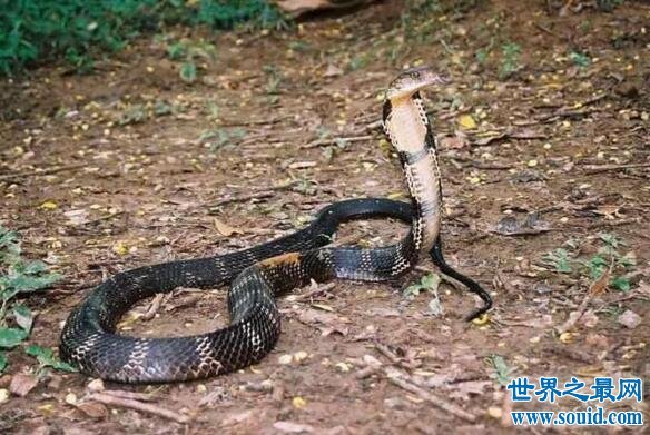 中国十大毒蛇之五步蛇，蛇毒能治癌症(人类福音)(www.gifqq.com)