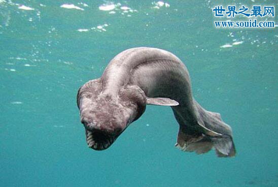 恐怖生物皱鳃鲨，存活了8000万年的深海幽灵(www.gifqq.com)