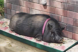 猪的寿命有多长？养15年大肥猪只为验证猪的寿命