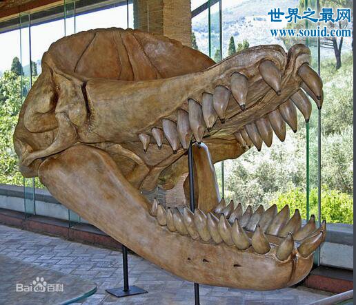 远古巨兽梅尔维尔鲸，一个脑袋就长3米(牙齿长0.4米)(www.gifqq.com)