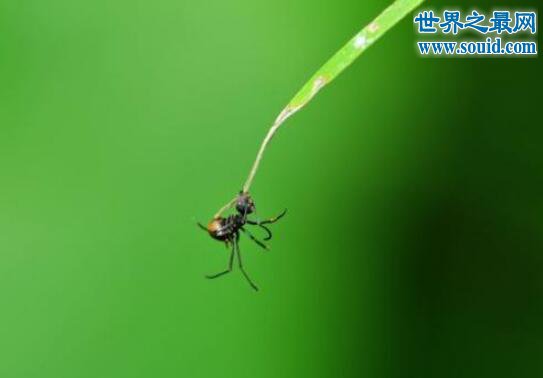恐怖的僵尸蚂蚁真的存在，被4800万年前的真菌感染(www.gifqq.com)