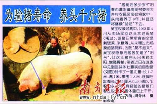 猪的寿命有多长？养15年大肥猪只为验证猪的寿命(www.gifqq.com)