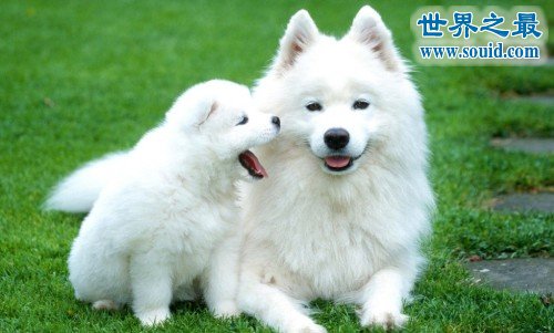狗的寿命平均只有8-12年，寿命最长的狗达30岁(www.gifqq.com)