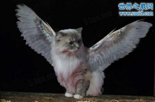 飞猫又称作天使猫，是一种长有翅膀的猫(未知生物)(www.gifqq.com)