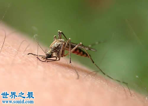 蚊子的寿命有多长？一般只有3-7天(www.gifqq.com)