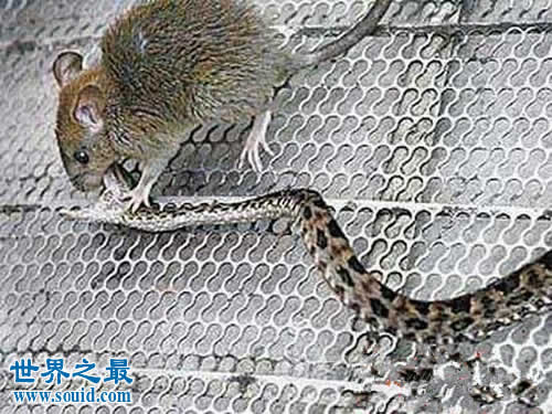 最凶猛的啮齿动物，食蛇鼠(吃蛇的老鼠)(www.gifqq.com)