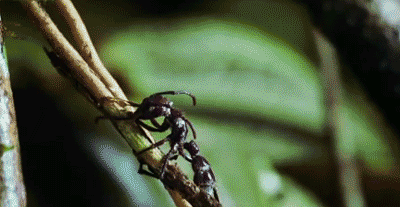 恐怖的僵尸蚂蚁真的存在，被4800万年前的真菌感染(www.gifqq.com)