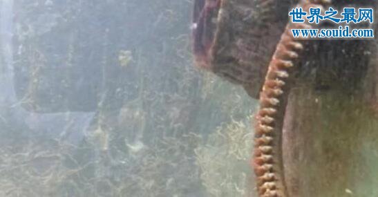 海底恐怖巨虫博比特虫，超级凶猛的海底杀手(长3米)(www.gifqq.com)
