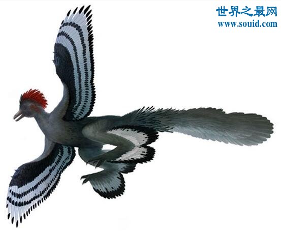 最神奇的鸟，四翼鸟(四支翅膀的神秘鸟类)(www.gifqq.com)