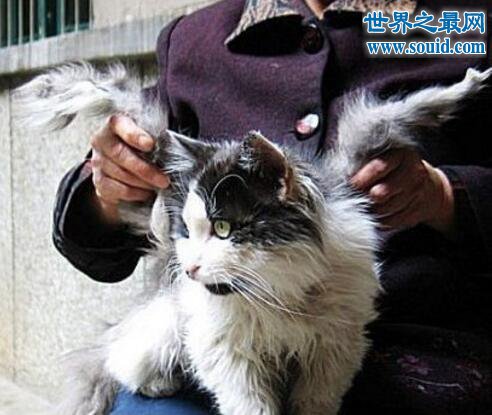 飞猫又称作天使猫，是一种长有翅膀的猫(未知生物)(www.gifqq.com)
