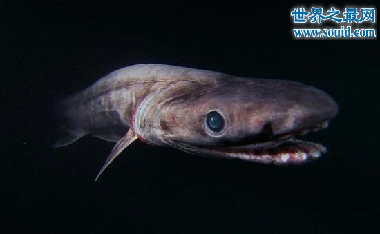恐怖生物皱鳃鲨，存活了8000万年的深海幽灵(www.gifqq.com)