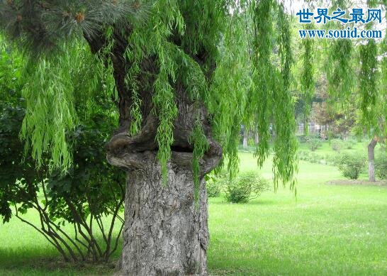 世界上最恐怖的吃人植物，食人树奠柏(只是传闻)(www.gifqq.com)