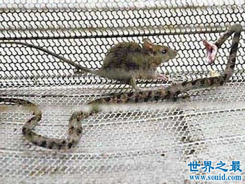 最凶猛的啮齿动物，食蛇鼠(吃蛇的老鼠)(www.gifqq.com)