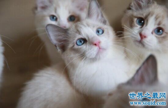 蓝眼睛的猫是什么品种，为什么蓝眼猫都是聋子(www.gifqq.com)