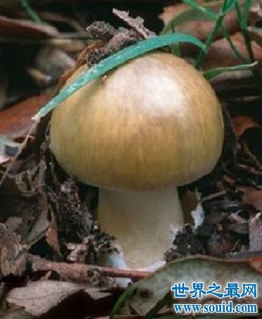 死亡帽——美丽外表之下隐藏着“剧毒内心”的毒蘑菇！(www.gifqq.com)
