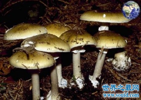 死亡帽——美丽外表之下隐藏着“剧毒内心”的毒蘑菇！(www.gifqq.com)