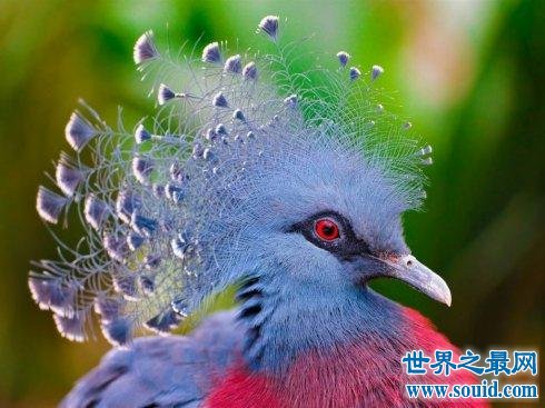 世界上最优雅的鸟，竟然不会飞！(www.gifqq.com)